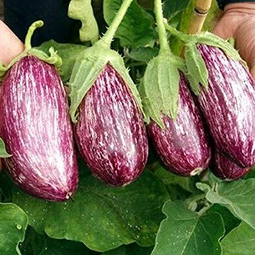 Rare Eggplant Mix Seeds 100pcs Gourmet Blend High-yielding Organic Vegetable Seeds Exotic Hardy Perennial Garden