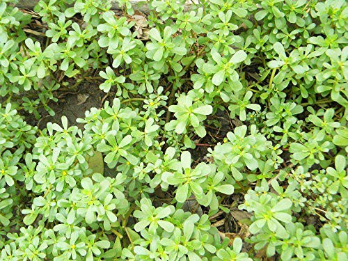 Purslane Plant Seeds 100 PCS Edible Super Salad Greens for Garden Decor Outside Pride Purslane Plant Flower Seed Edible Super Salad Greens Purslane Plant Seeds 100 PCS Edible Super Salad Greens for Garden Decor Outside Pride Purslane Plant Flower Seed Edible Super Salad Greens