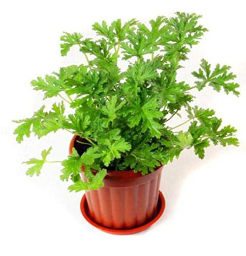 100pcs Citronella Plant Seeds Mozzie Buster Plant Mosquito Repellent Plant