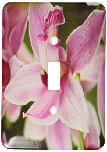 3dRose Lsp-8987-1 Orchid B Single Toggle Switch
