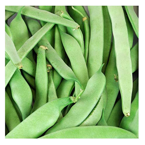 Davids Garden Seeds Bean Bush Roma II 1346 Green 100 Non-GMO Heirloom Seeds