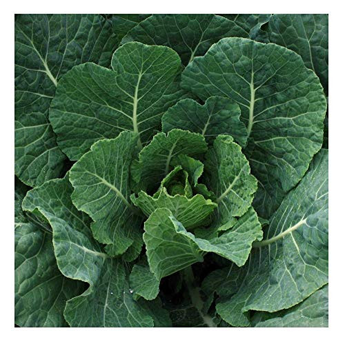Davids Garden Seeds Collards Georgia Southern 1223 Green 200 Non-GMO Heirloom Seeds