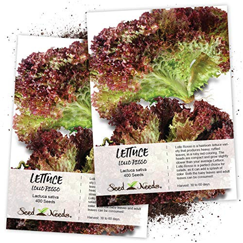 Seed Needs Lollo Rosso Lettuce Lactuca sativa Twin Pack of 400 Seeds Each Non-GMO