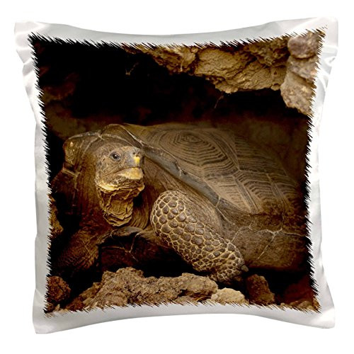 3dRose pc_86420_1 Giant Tortoise, Wolf Volcano, Galapagos Islands-SA07 POX2170-Pete Oxford-Pillow Case, 16 by 16" 3dRose pc_86420_1 Giant Tortoise, Wolf Volcano, Galapagos Islands-SA07 POX2170-Pete Oxford-Pillow Case, 16 by 16"