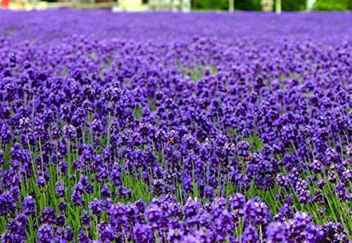English Lavender Lavandula angustifolia 250 Seeds Elegant Beautiful