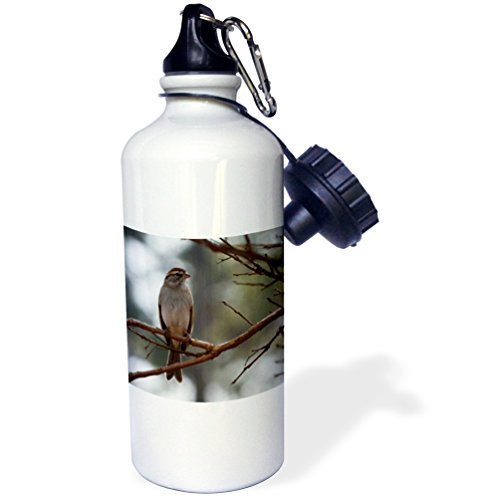 3dRose wb_22505_1"Chipping Sparrow A photo of a sparrow" Sports Water Bottle, 21 oz, White 3dRose wb_22505_1"Chipping Sparrow A photo of a sparrow" Sports Water Bottle, 21 oz, White