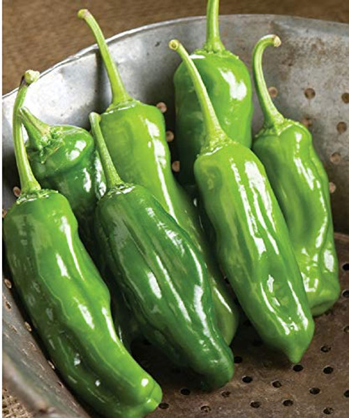 Davids Garden Seeds Pepper Specialty Sweet Mellow Star 4854 Green 25 Non-GMO Hybrid Seeds Davids Garden Seeds Pepper Specialty Sweet Mellow Star 4854 Green 25 Non-GMO Hybrid Seeds