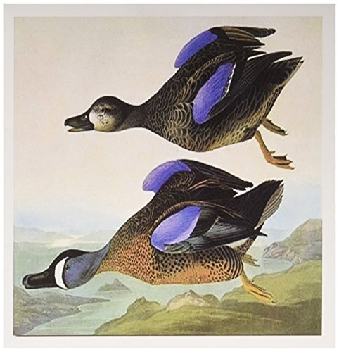 3dRose Vintage John J Audubon Painting Of Waterfowl pd-us - Greeting Cards 6 x 6 inches set of 6 gc-119848-1