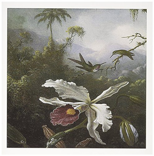 3dRose Two Hummingbirds Above a White Orchid by Martin Johnson Heade - Greeting Cards 6 x 6 inches set of 6 gc-126474-1