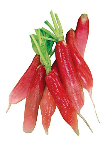 Burpee China Rose Winter Organic Radish Seeds 300 seeds