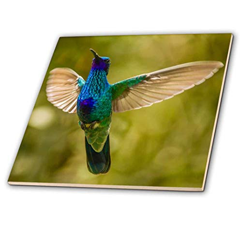 3D Rose Ecuador Ceramic Tile Multicolor