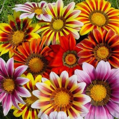 Outsidepride Gazania Garden Leader Striped Mix - 100 seeds