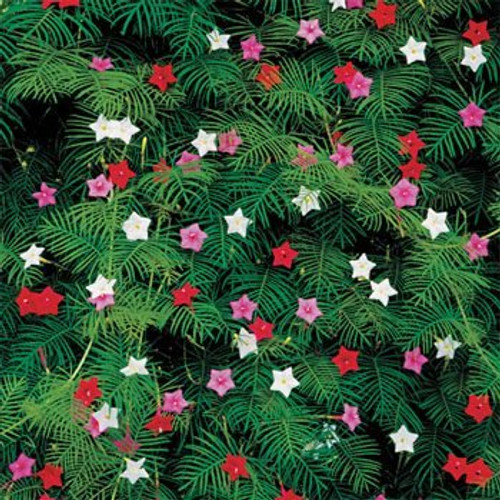 Outsidepride Cypress Vine Seed Mix - 100 Seeds