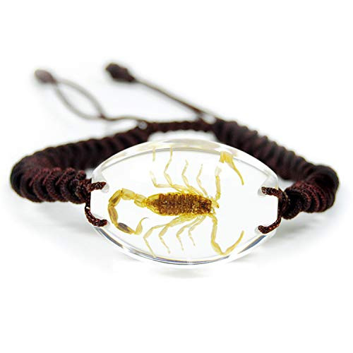 Real Insect Co Genuine Brown Scorpion in Clear Lucite Bracelet with 10 Adjustable Cord Real Insect Co Genuine Brown Scorpion in Clear Lucite Bracelet with 10 Adjustable Cord