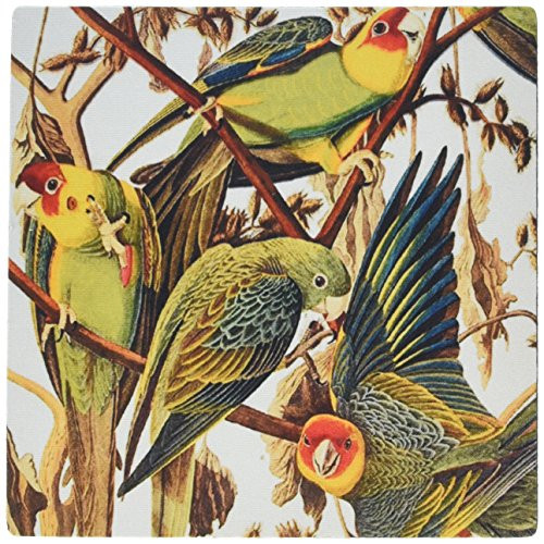 3dRose LLC 8 x 8 x 0_25 Inches Mouse Pad John J Audubon Painting of Parrots mp-119773-1 3dRose LLC 8 x 8 x 0_25 Inches Mouse Pad John J Audubon Painting of Parrots mp-119773-1