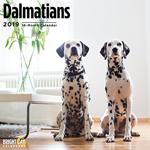 Dalmatians 2019 16 Month Wall Calendar 12 x 12 Inches Dalmatians 2019 16 Month Wall Calendar 12 x 12 Inches