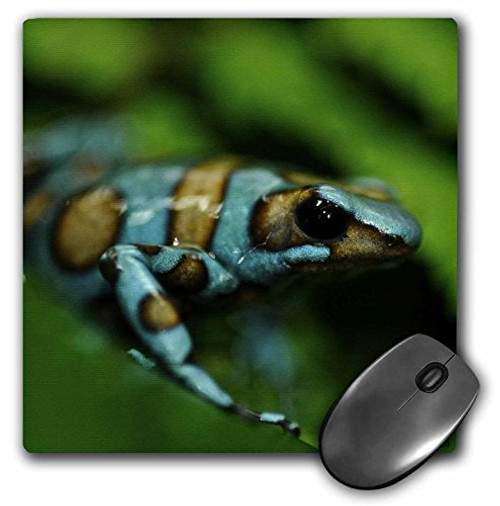3dRose LLC 8 x 8 x 0.25 Inches Blue and Brown Tree Frog on a Leaf Mouse Pad (mp_10382_1) 3dRose LLC 8 x 8 x 0.25 Inches Blue and Brown Tree Frog on a Leaf Mouse Pad (mp_10382_1)