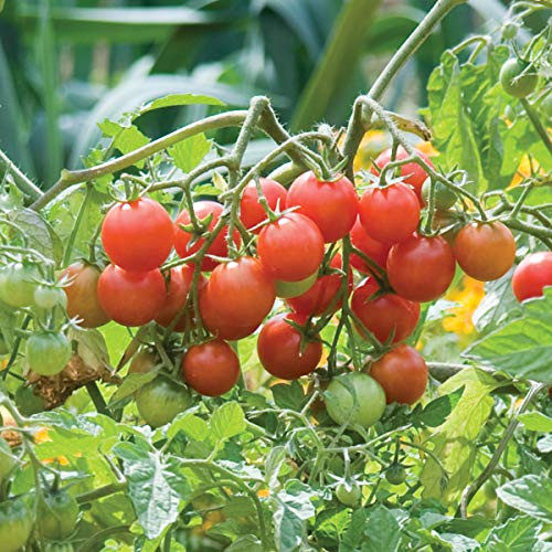 Burpee Sweetheart of the Patio  Red Cherry Tomato  10 Seeds