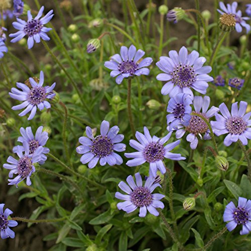 Outsidepride Blue Daisy Flower Seeds - 2000 Seeds