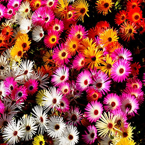 Outsidepride Ice Plant Ground Cover Seed Mix - 10000 Seeds