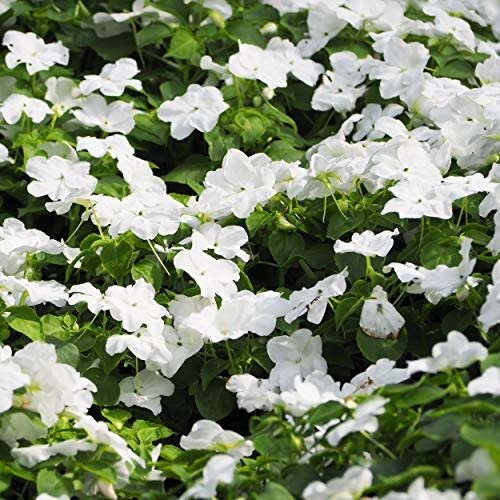 Outsidepride White Vinca Periwinkle Ground Cover Plant Seed - 4000 Seeds