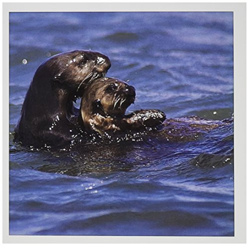 3dRose California Sea Otter Moss Landing California - US05 JGS0199 - Jim Goldstein - Greeting Cards 6 x 6 inches set of 6 gc-88467-1