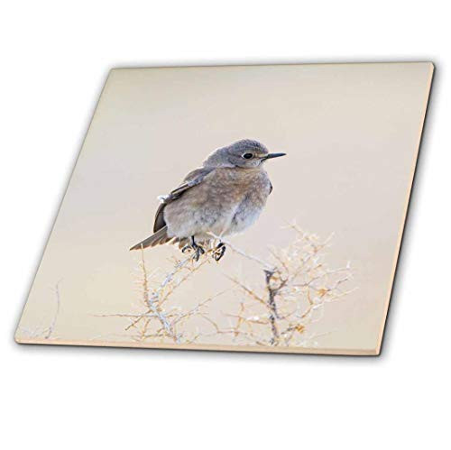 3D Rose Wyoming Lincoln County Multicolor