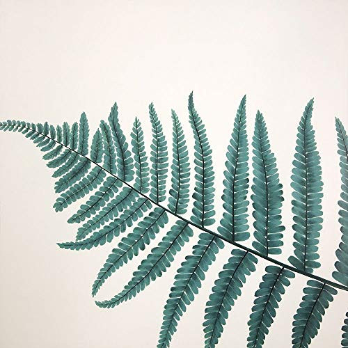 Posterazzi Collection Beautiful Fern Poster Print by Atelier B Art Studio 12 x 12