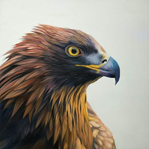 Posterazzi Collection Brown-Headed Eagle Poster Print by Atelier B Art Studio 12 x 12