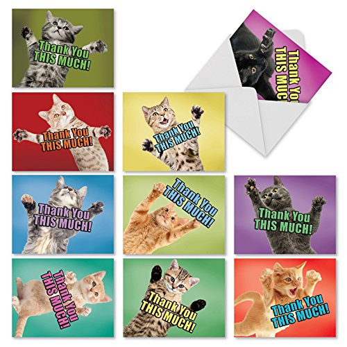 10 Funny Cat Thank You Note Cards Cat Big Thanks Cat and Kitten Stationery with Thank You This Much Message Blank Mini Cards with Envelopes 4 x 5_12 Inch M2368TYB