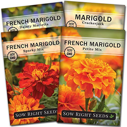 Sow Right Seeds - Marigold Seed Collection for Planting Crackerjack Sparky Dainty Marietta and Petite Mix Marigolds to Plant in Your Flower Garden Non-GMO Heirloom Seeds Wonderful Gardening Gift