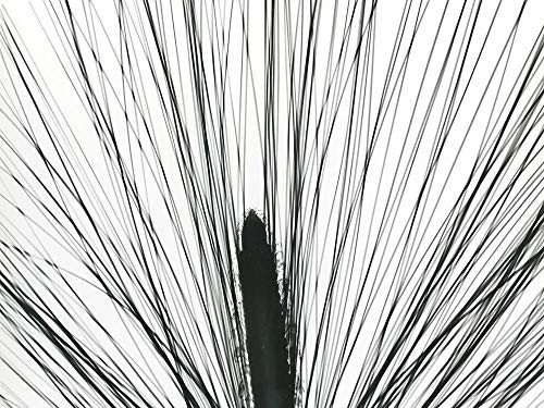 Posterazzi Collection Pine Tree Pod Poster Print by Albert Koetsier 14 x 11