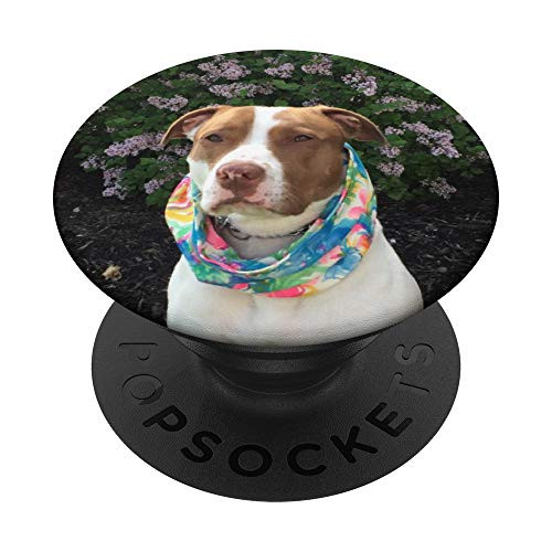 Precious the Pitbull PopSockets PopGrip Swappable Grip for Phones   Tablets