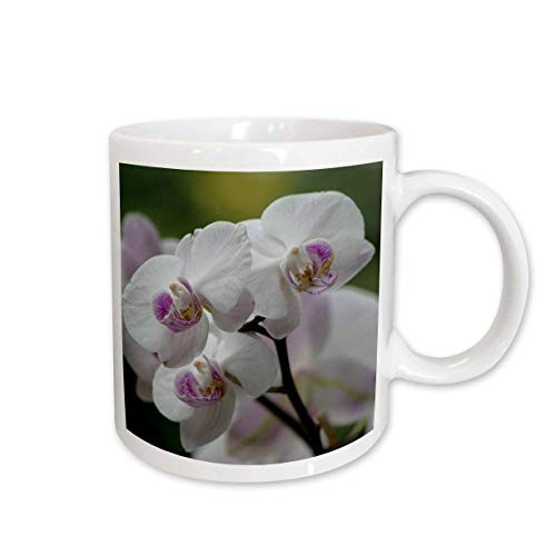 3dRose Orchid-P Ceramic Mug 11-Ounce