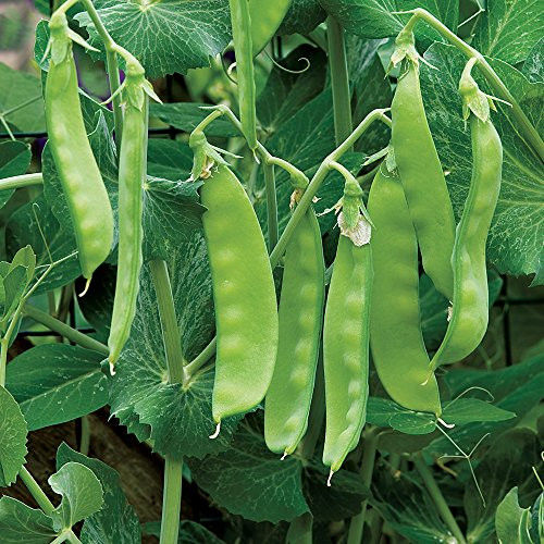 Burpee Oregon Sugar Pod II Pea Seeds  300 seeds