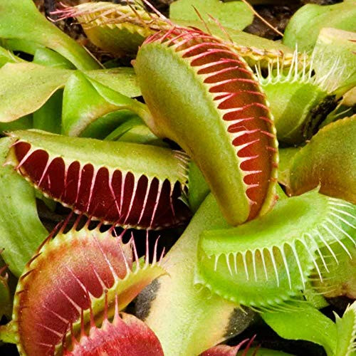 Flytrap Plants Seed Carnivorous Plant Venus Flytrap Seed Dionaea muscipula Seeds for Growing 50 or More
