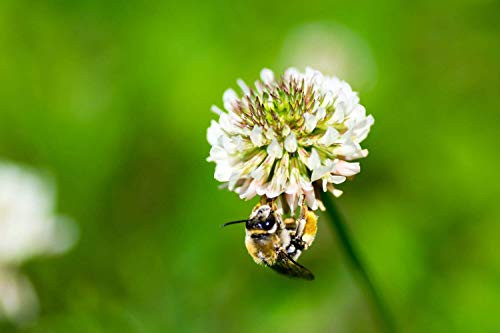 Natures Seed Mid-WestMid-Atlantic Honey Bee Pasture Blend 500 sq_ ft_