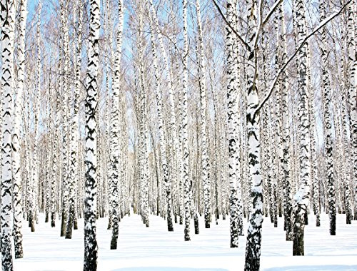 JP London PMUR2341 uStrip Peel and Stick Removable Wall Decal Sticker Mural Winter Birch Forest Trees 4 x 3-Feet