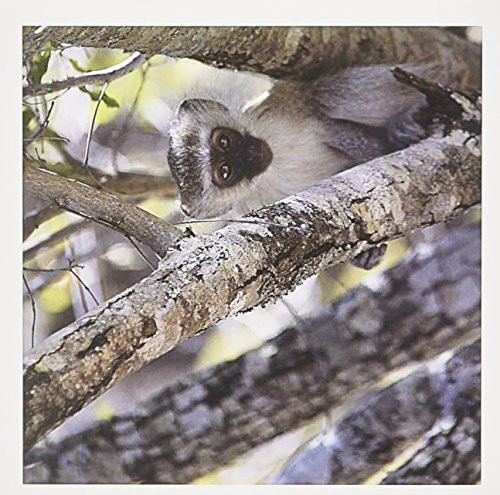 3dRose South African Vervet Monkey in tree - Greeting Cards, 6 x 6 inches, set of 12 (gc_20127_2) 3dRose South African Vervet Monkey in tree - Greeting Cards, 6 x 6 inches, set of 12 (gc_20127_2)