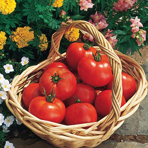 Burpee Early Girl Hybrid  Red Slicing Tomato  Rich Flavor   Aroma  125 Seeds