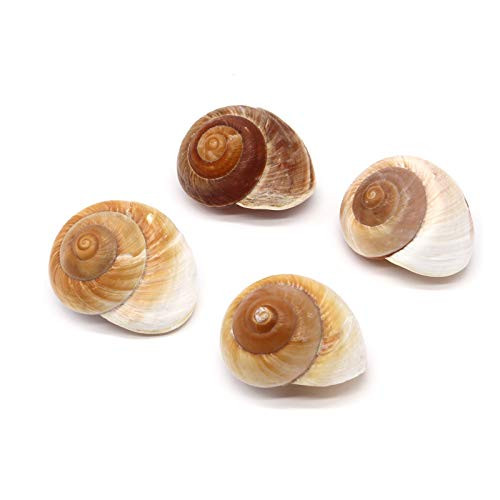 Besimple 4 Pack Hermit Crab Shells Muffin Snail Shells Turbo Shells Hermit Crab House for Decoration 2-34 Inch-3Inch