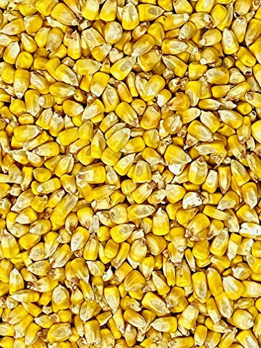 Natural Dakota Whole Corn Feed Birds Deer Squirrels Wildlife 100 All Natural_ South Dakota Grown Animal Feed Corn_ 5lb