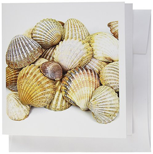 3dRose Greeting Cards, Sea Shells By the Sea Shore, Summer, Beach theme, Set of 6 (gc_50550_1)