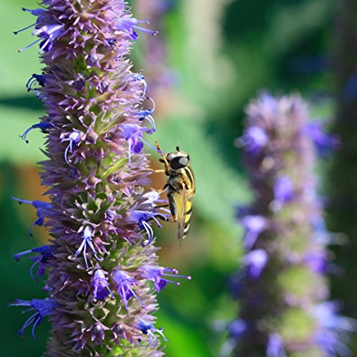 Anise Hyssop Agastache foeniculum Seed Balls Bulk Seed Bombs for Guerrilla Gardening 20 Anise Hyssop Agastache foeniculum Seed Balls Bulk Seed Bombs for Guerrilla Gardening 20