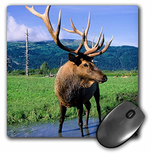 3D Rose "Elk Bull Standing In A Small Stream Alaska Wildlife Center Portage Alaska" Matte Finish Mouse Pad - 8 x 8" - mp_229393_1 3D Rose "Elk Bull Standing In A Small Stream Alaska Wildlife Center Portage Alaska" Matte Finish Mouse Pad - 8 x 8" - mp_229393_1
