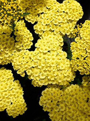 Perennial Farm Marketplace Achillea x Little Moonshine Yarrow Perennial Size-1 Container Lemon Yellow Flowers