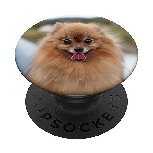 Cute Pomeranian Tan Puppy Dog for Dog Lovers Kids Women PopSockets PopGrip Swappable Grip for Phones   Tablets