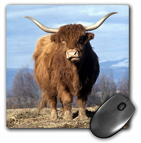3dRose LLC 8 x 8 x 0.25 Inches Mouse Pad, USA Oregon Multnomah County Highland Cow Jaynes Gallery (mp_93472_1)
