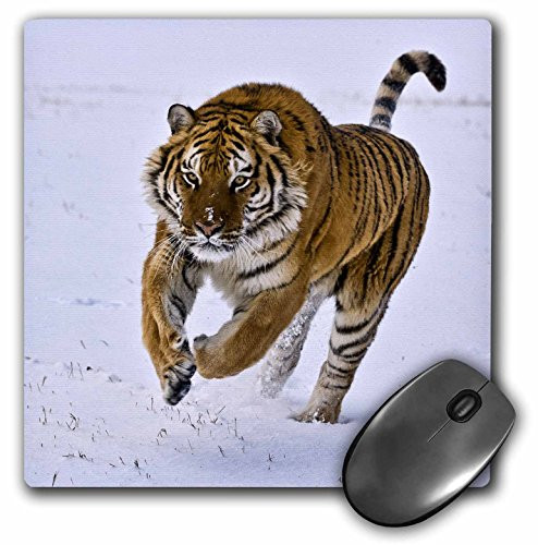 3dRose LLC 8 x 8 x 0.25 Inches Mouse Pad, Siberian Tiger Charges Through The Snow (mp_11371_1)