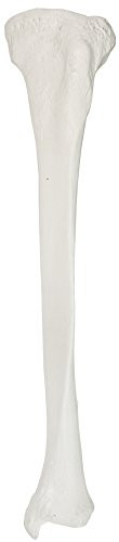 Axis Scientific Tibia Bone Model  Left  Cast from a Real Human Fibula Bone l Lower Leg Bone Model Has Realistic Texture and Important Bony Landmarks  3 Year Warranty